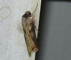 Agrotis malefida