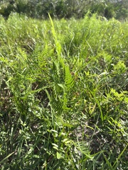 Pteridium aquilinum pseudocaudatum