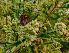 Libytheana carinenta mexicana