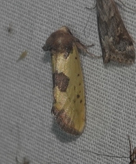 Stiria intermixta