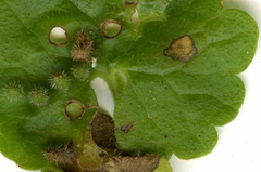 Rondaniola bursaria