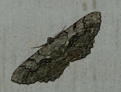 Cymatophora approximaria