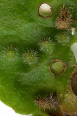 Rondaniola bursaria