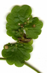 Rondaniola bursaria