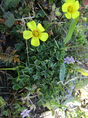 Oxalis gyrorhiza