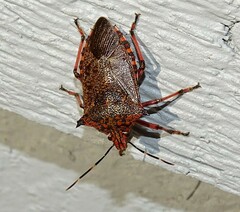 Alcaeorrhynchus grandis