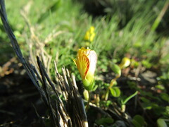 Oxalis gyrorhiza