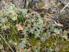 Cerastium alpinum