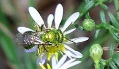 Paraugochloropsis