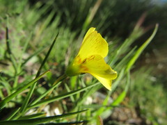 Oxalis gyrorhiza