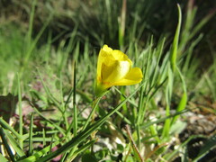 Oxalis gyrorhiza