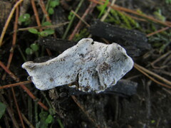 Hypomyces tremellicola