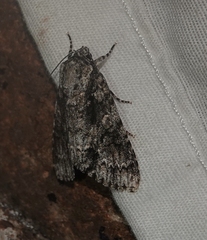 Acronicta brumosa