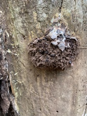 Reticularia lycoperdon