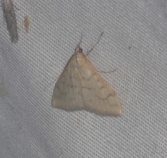 Hahncappsia pergilvalis