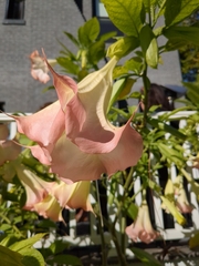 Brugmansia