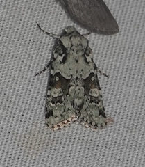 Lacinipolia implicata
