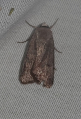 Anicla biformata