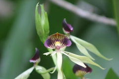 Prosthechea cochleata