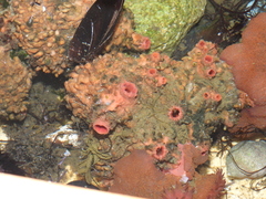 Pyura chilensis