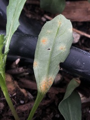 Puccinia lagenophorae