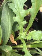 Puccinia lagenophorae