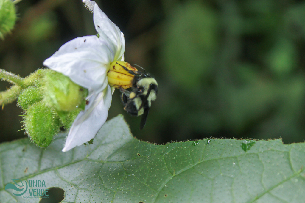 Brazilian Bumble Bee