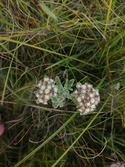 Helichrysum spiralepis
