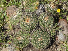 Echinofossulocactus crispatus
