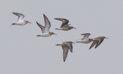 Correlimos zarapitín (Calidris ferruginea)