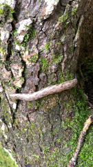 Megapallifera mutabilis