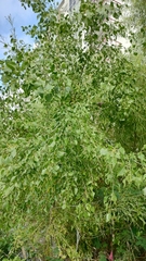 Populus mexicana