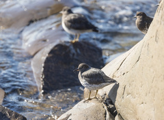 Calidris virgata