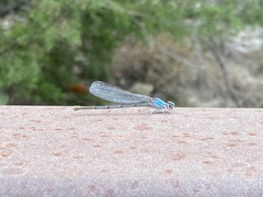 Argia apicalis