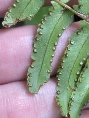 Nephrolepis exaltata