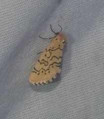 Chrysoecia atrolinea