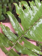 Nephrolepis exaltata