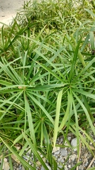 Cyperus alternifolius