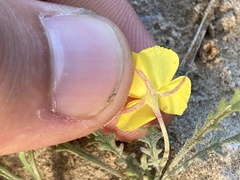 Eulobus sceptrostigma