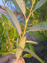 Salix × fragilis