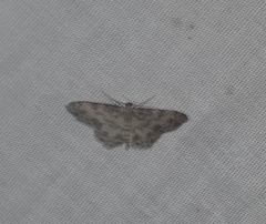 Scopula plantagenaria