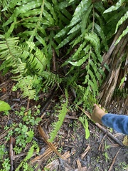 Nephrolepis exaltata