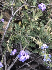 Glandularia gooddingii