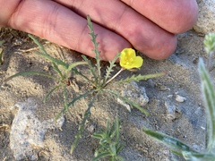 Eulobus sceptrostigma