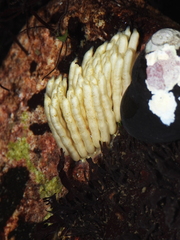 Concholepas concholepas