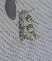 Lacinipolia implicata