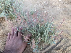 Atriplex barclayana
