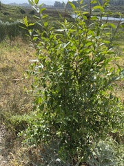 Maytenus boaria