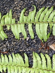 Nephrolepis exaltata