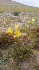 Zephyranthes bagnoldii